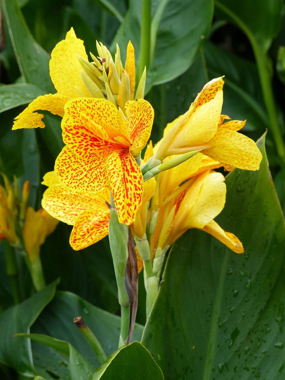 Canna 'Queen Charlotte'